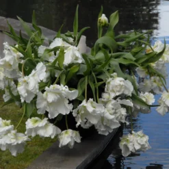 Tulip 'Super Parrot' 19 Tulip 'Super Parrot' -UK Garden Plants Shop tulip super parrot 10 scaled