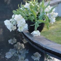 Tulip 'Super Parrot' 25 Tulip 'Super Parrot' -UK Garden Plants Shop tulip super parrot 11 scaled