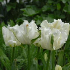 Tulip 'Super Parrot' 21 Tulip 'Super Parrot' -UK Garden Plants Shop tulip super parrot 12 scaled