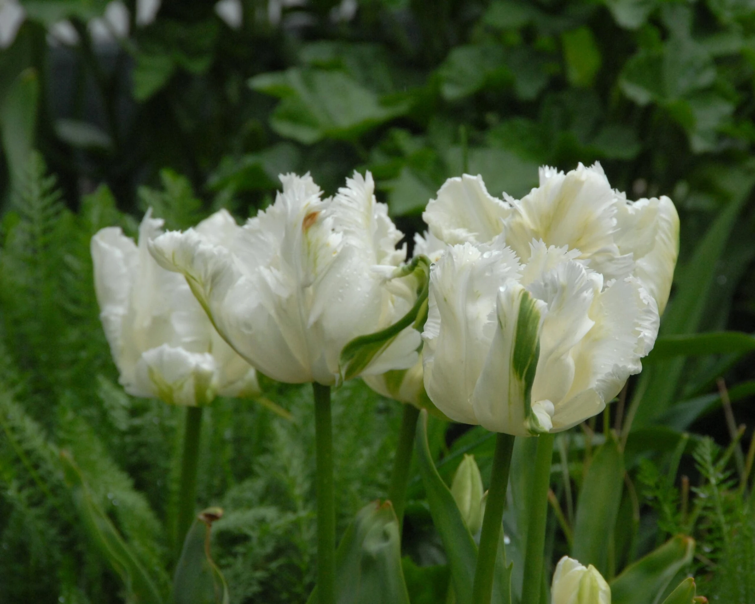 Tulip 'Super Parrot' 7 Tulip 'Super Parrot' - Image 5