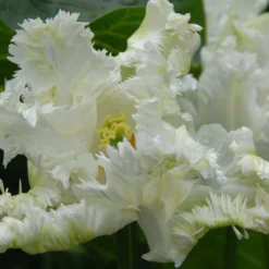 Tulip 'Super Parrot' 23 Tulip 'Super Parrot' -UK Garden Plants Shop tulip super parrot 13 scaled