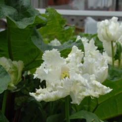 Tulip 'Super Parrot' 20 Tulip 'Super Parrot' -UK Garden Plants Shop tulip super parrot 14 scaled