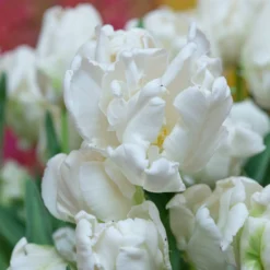 Tulip 'Super Parrot' 26 Tulip 'Super Parrot' -UK Garden Plants Shop tulip super parrot 15 scaled