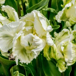 Tulip 'Super Parrot' 24 Tulip 'Super Parrot' -UK Garden Plants Shop tulip super parrot 2 scaled