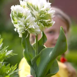 Tulip 'Super Parrot' 18 Tulip 'Super Parrot' -UK Garden Plants Shop tulip super parrot 3
