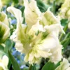 Tulip 'Super Parrot' -UK Garden Plants Shop tulip super parrot 4