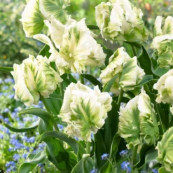 Tulip 'Super Parrot' 22 Tulip 'Super Parrot' -UK Garden Plants Shop tulip super parrot 5