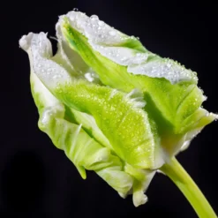 Tulip 'Super Parrot' 28 Tulip 'Super Parrot' -UK Garden Plants Shop tulip super parrot 6 scaled