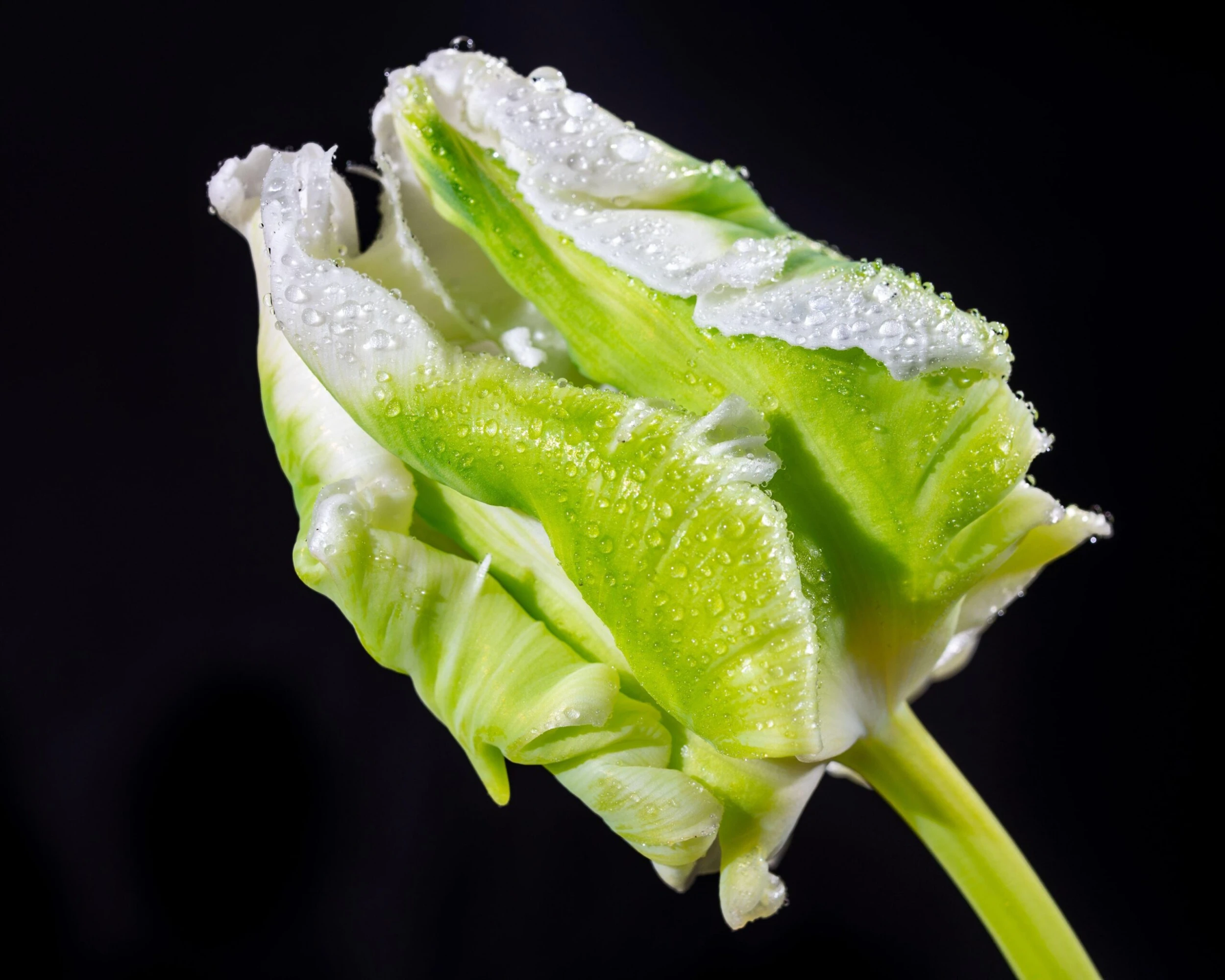 Tulip 'Super Parrot' 14 Tulip 'Super Parrot' - Image 12