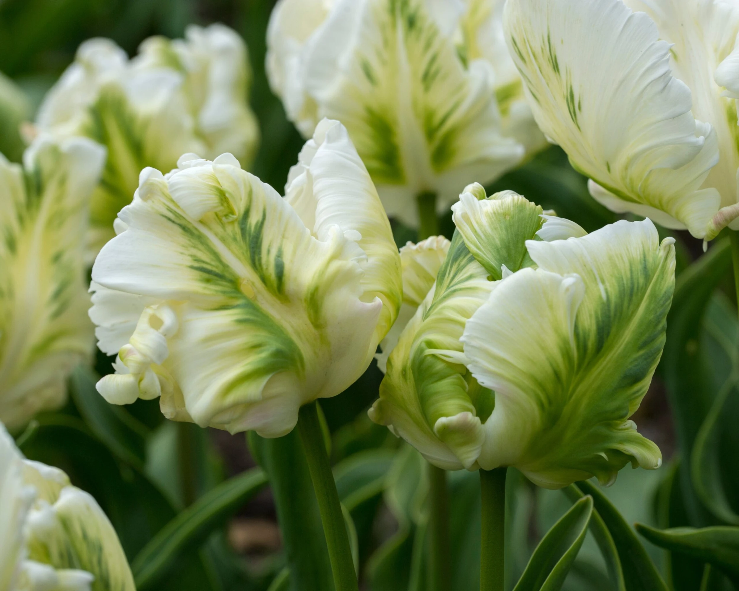 Tulip 'Super Parrot' 15 Tulip 'Super Parrot' - Image 13