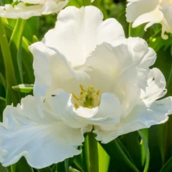 Tulip 'Super Parrot' 30 Tulip 'Super Parrot' -UK Garden Plants Shop tulip super parrot 8 scaled