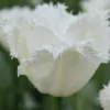 Tulip 'Swan Wings' -UK Garden Plants Shop tulip swan wings 1