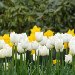 Tulip 'Swan Wings' -UK Garden Plants Shop tulip swan wings 8