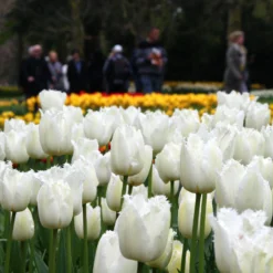 Tulip 'Swan Wings' -UK Garden Plants Shop tulip swan wings 9