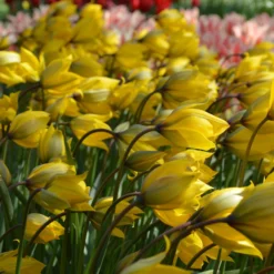 Tulip Sylvestris -UK Garden Plants Shop tulip sylvestris 1