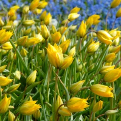 Tulip Sylvestris -UK Garden Plants Shop tulip sylvestris 2