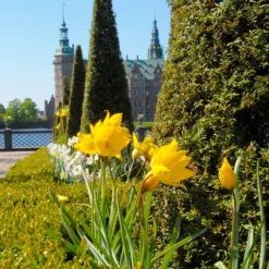 Tulip Sylvestris -UK Garden Plants Shop tulip sylvestris 3