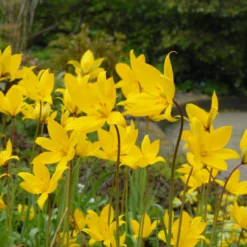 Tulip Sylvestris -UK Garden Plants Shop tulip sylvestris 5