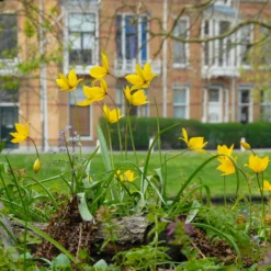 Tulip Sylvestris -UK Garden Plants Shop tulip sylvestris 6