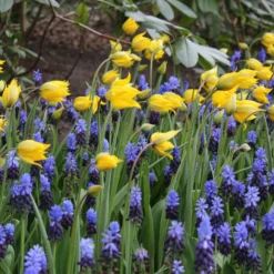 Tulip Sylvestris -UK Garden Plants Shop tulip sylvestris 7