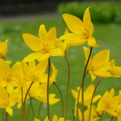 Tulip Sylvestris -UK Garden Plants Shop tulip sylvestris 8