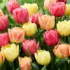 Tulip Collection 'Symbiose Pastels' -UK Garden Plants Shop tulip symbiose pastels 2