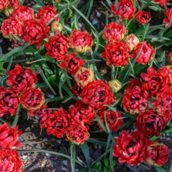 Tulip 'Tête-a-Tête' -UK Garden Plants Shop tulip tete a tete 6 scaled