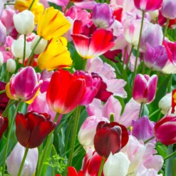 Tulip 'Triumph Mixed'