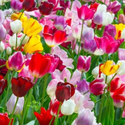 Tulip 'Triumph Mixed' -UK Garden Plants Shop tulip triumph mixed colours 3