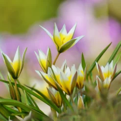 Tulip Turkestanica 17 Tulip Turkestanica -UK Garden Plants Shop tulip turkestanica 10 scaled