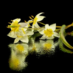 Tulip Turkestanica 25 Tulip Turkestanica -UK Garden Plants Shop tulip turkestanica 11 scaled