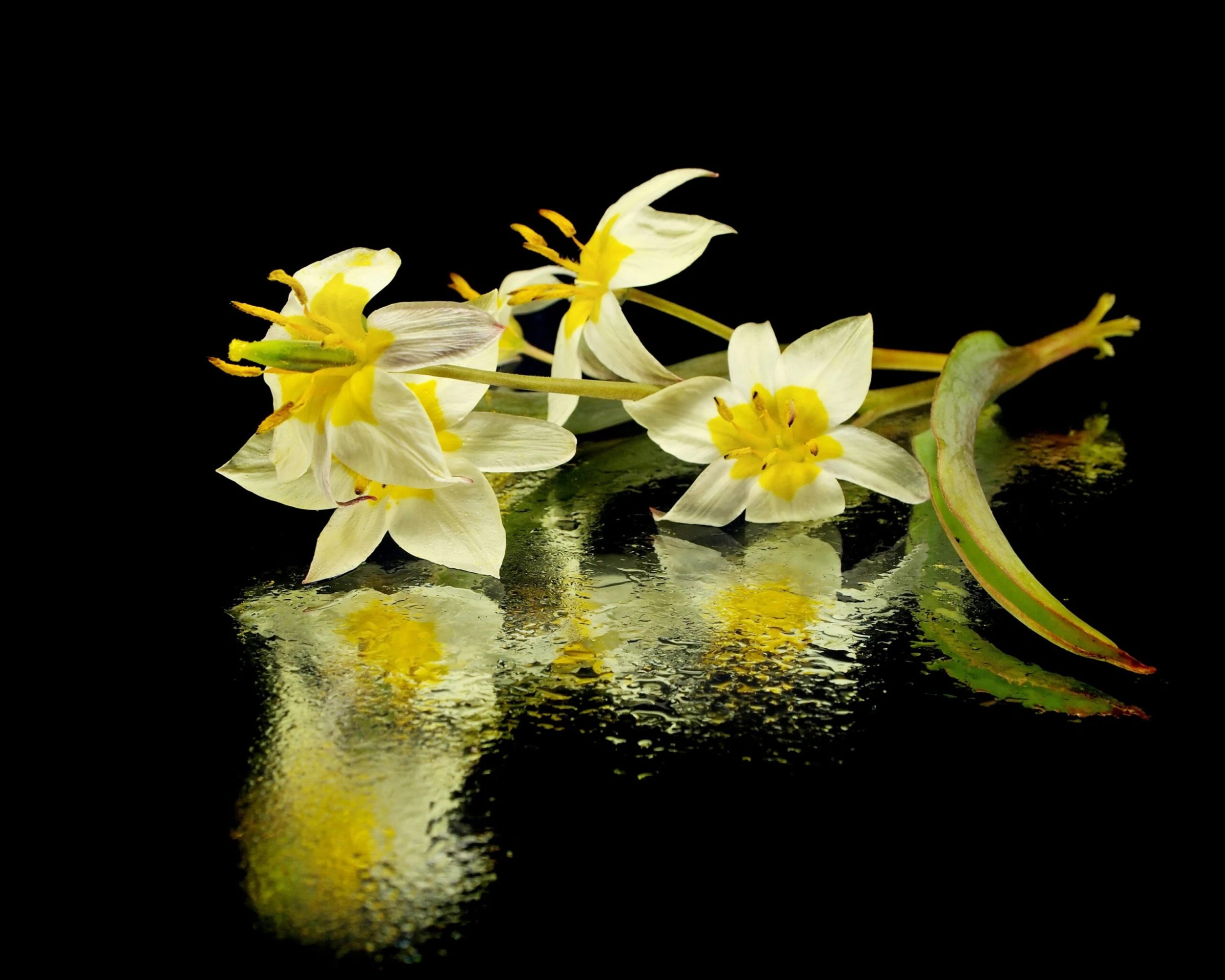 Tulip Turkestanica 13 Tulip Turkestanica - Image 11