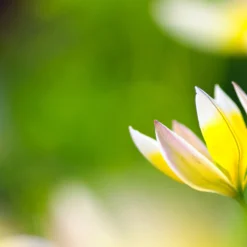 Tulip Turkestanica 26 Tulip Turkestanica -UK Garden Plants Shop tulip turkestanica 12 scaled