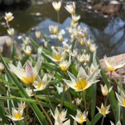 Tulip Turkestanica 27 Tulip Turkestanica -UK Garden Plants Shop tulip turkestanica 13 scaled