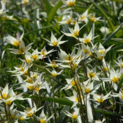 Tulip Turkestanica 18 Tulip Turkestanica -UK Garden Plants Shop tulip turkestanica 2 scaled
