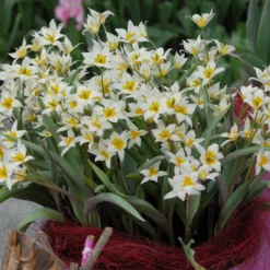 Tulip Turkestanica 19 Tulip Turkestanica -UK Garden Plants Shop tulip turkestanica 3