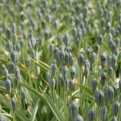 Tulip Turkestanica 21 Tulip Turkestanica -UK Garden Plants Shop tulip turkestanica 4 scaled