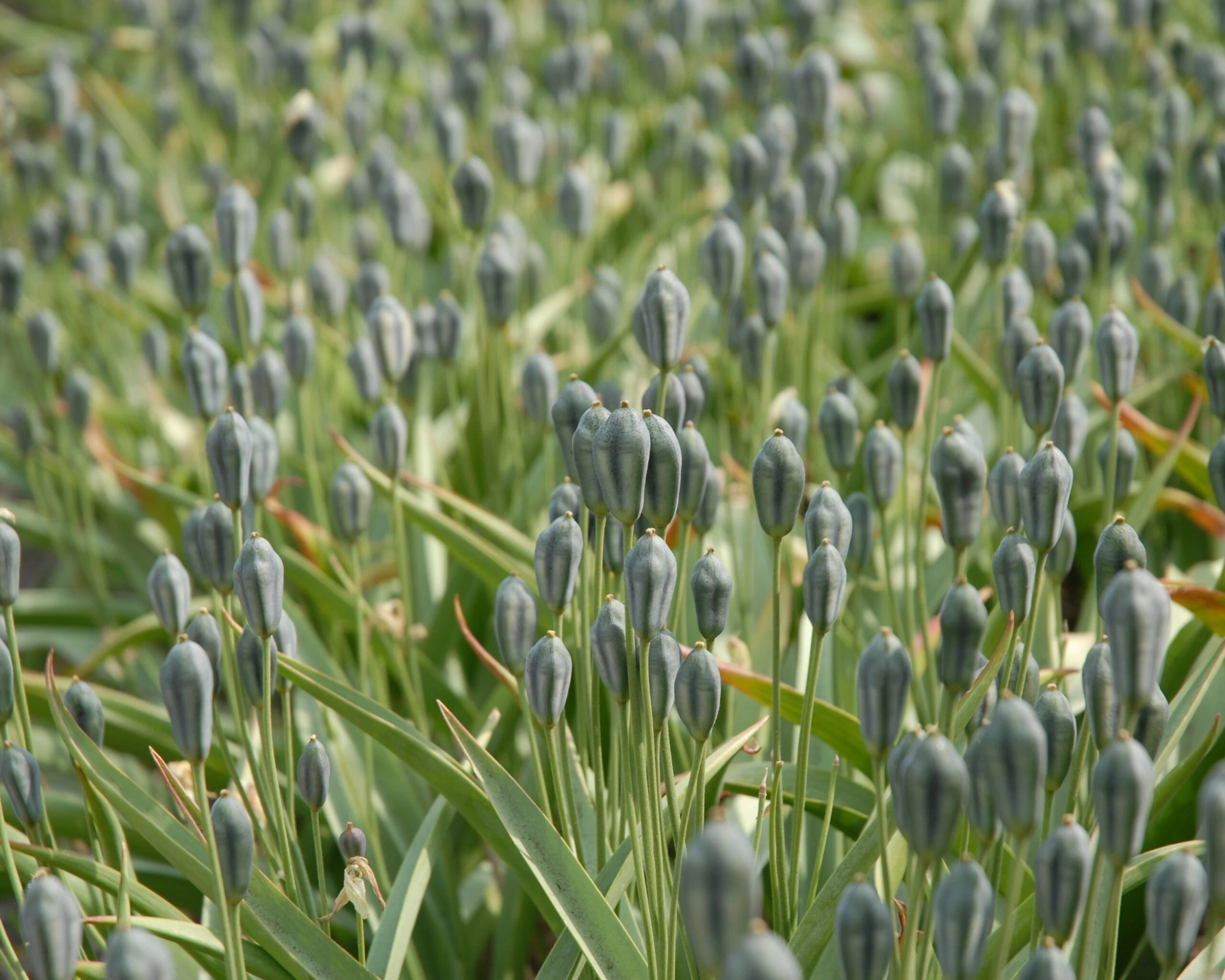 Tulip Turkestanica 9 Tulip Turkestanica - Image 7