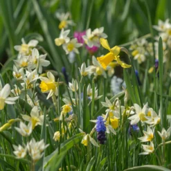 Tulip Turkestanica 22 Tulip Turkestanica -UK Garden Plants Shop tulip turkestanica 5 scaled