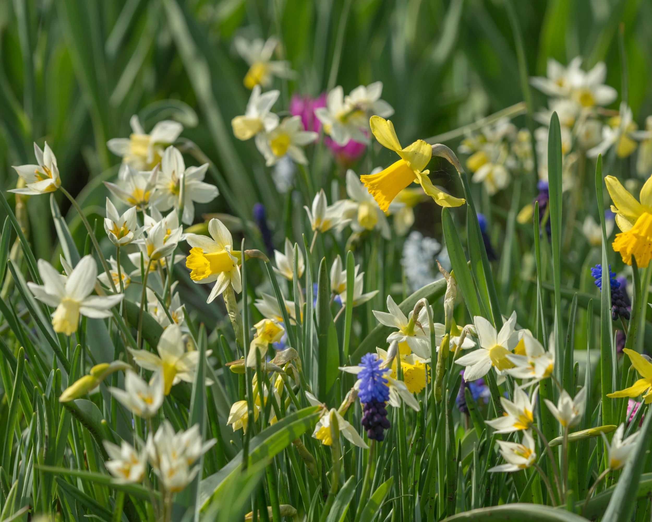 Tulip Turkestanica 10 Tulip Turkestanica - Image 8