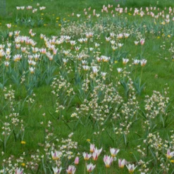 Tulip Turkestanica 24 Tulip Turkestanica -UK Garden Plants Shop tulip turkestanica 7 scaled