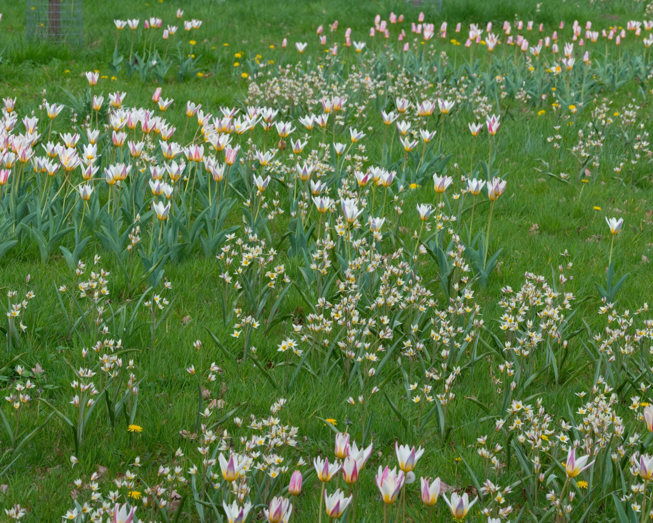 Tulip Turkestanica 12 Tulip Turkestanica - Image 10