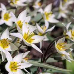 Tulip Turkestanica 16 Tulip Turkestanica -UK Garden Plants Shop tulip turkestanica 8 scaled
