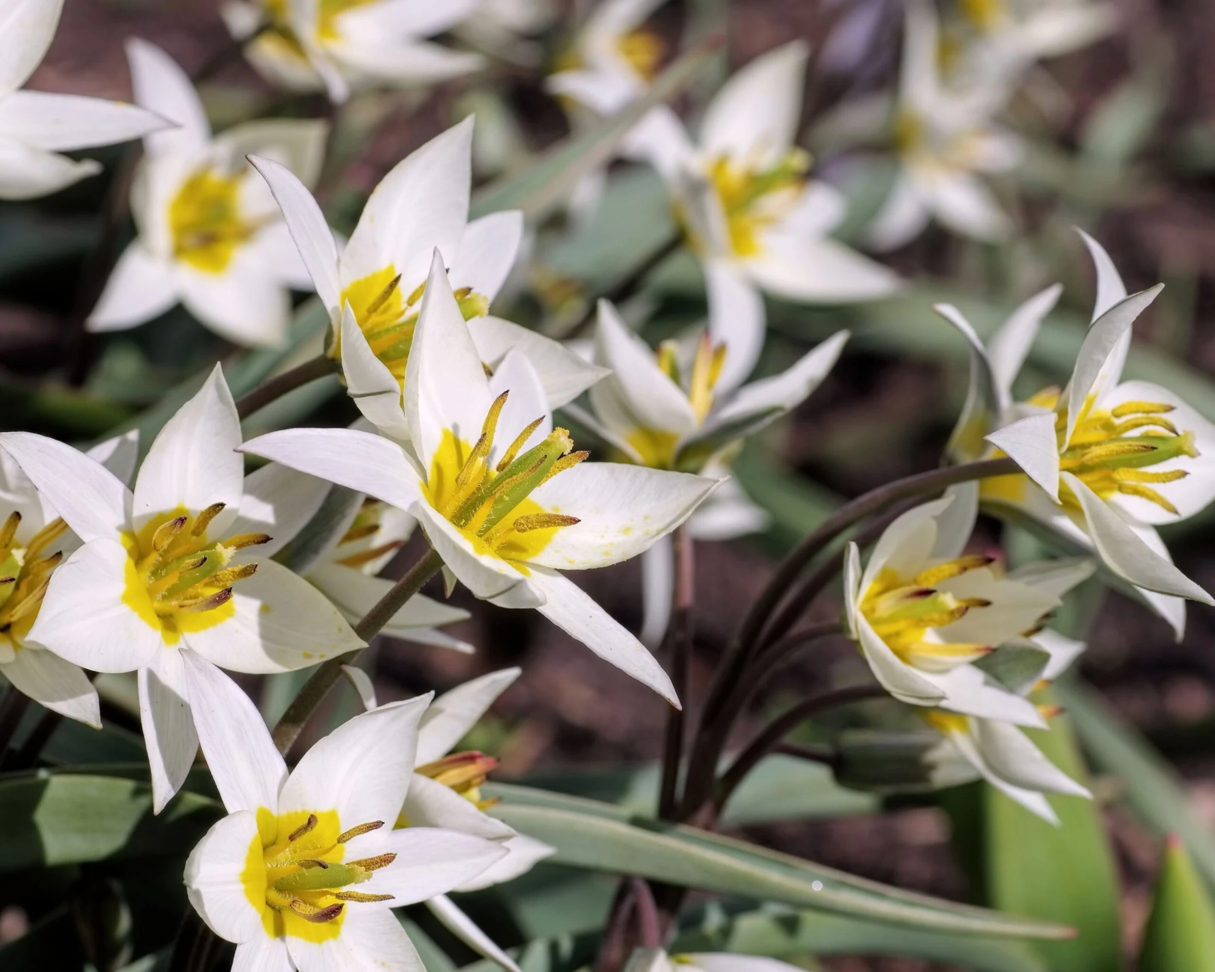 Tulip Turkestanica 4 Tulip Turkestanica - Image 2