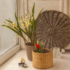 Tulip Turkestanica 20 Tulip Turkestanica -UK Garden Plants Shop tulip turkestanica 9 scaled