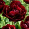 Tulip 'Uncle Tom' 1 Tulip 'Uncle Tom' -UK Garden Plants Shop tulip uncle tom 00