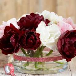 Tulip 'Uncle Tom' -UK Garden Plants Shop tulip uncle tom 1