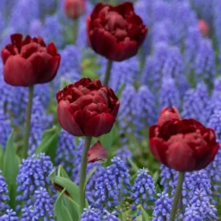 Tulip 'Uncle Tom' -UK Garden Plants Shop tulip uncle tom 10 scaled