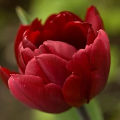 Tulip 'Uncle Tom' -UK Garden Plants Shop tulip uncle tom 12 scaled