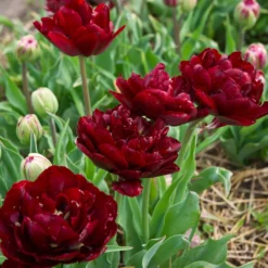 Tulip 'Uncle Tom' -UK Garden Plants Shop tulip uncle tom 13 scaled